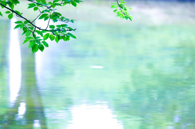 癒される緑の風景